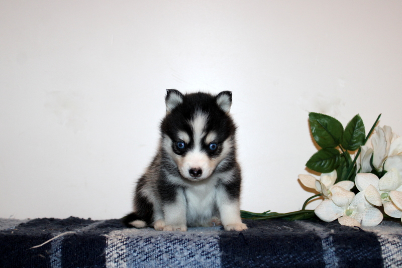 puppy, for, sale, Pomsky, Matthew B. Stoltzfus, dog, breeder, Gap, PA, dog-breeder, puppy-for-sale, forsale, nearby, find, puppyfind, locator, puppylocator, aca